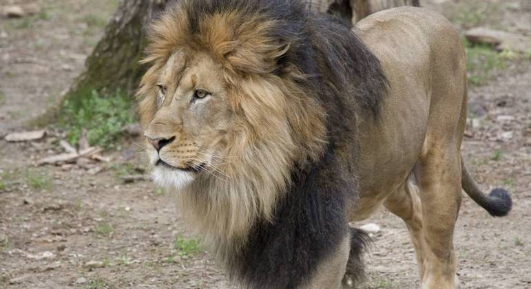 Leões e tigres estão recebendo tratamento e devem ser vacinados contra covid-19 em breve