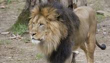 Leões e tigres são diagnosticados com covid em zoológico dos EUA