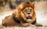 leão - maiores felinos do mundo