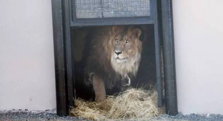 Ruben estava há 5 anos em um zoológico abandonado
