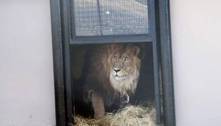 'Leão mais solitário do mundo' é devolvido à natureza após anos preso em zoológico abandonado