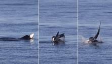 O jogo virou: leão-marinho raivoso é filmado destroçando tubarão em alto mar