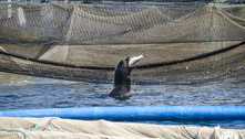 Leões-marinhos invadem fazenda de salmão, se empanturram de peixe e não querem ir embora