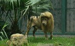 Hang Hang, como é conhecido, vive no zoológico de Guangzhou desde 2015
