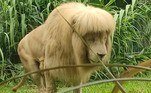 O leão acima caiu na graças dos internautas ao surgir nas redes com um penteado cheio de estilo, formado por mullet e franja reta