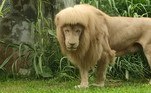 'O estilo de cabelo é pura magia da natureza', avaliou um porta-voz do zoológico. 'Não nos atreveríamos a cortar o cabelo de um leão'
