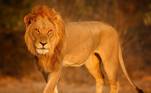 Leão na África