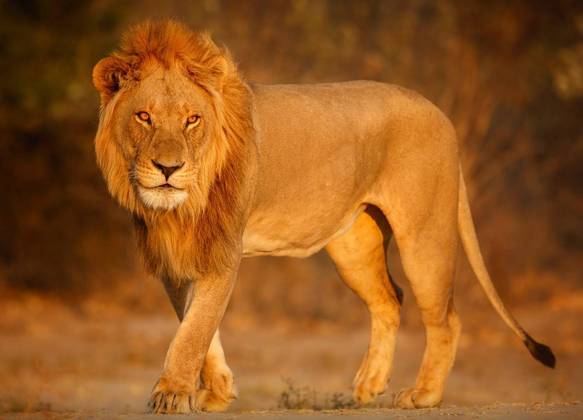 Leão na África