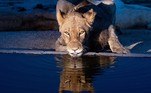 Mas, assim como muitos humanos, ele começou a beber logo após refletir um pouco e foi emboraNÃO VÁ EMBORA: Mergulhadores encontram osso gigante de mamute no fundo de rio