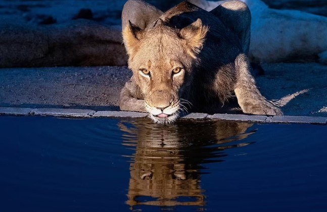 Mas, assim como muitos humanos, ele começou a beber logo após refletir um pouco e foi emboraNÃO VÁ EMBORA: Mergulhadores encontram osso gigante de mamute no fundo de rio