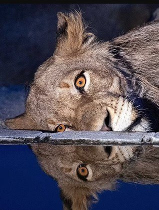 O momento melancólico foi registrado pelo fotógrafo Moosa Varachia, também guia do  Parque Nacional Kruger, na África do Sul, em setembro do ano passado. Recentemente, as imagens viralizaram tardiamente no Instagram dele