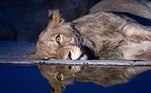 Um fotógrafo da vida selvagem flagrou o momento em que um leão parece devastado por uma crise existência, deitado a beira de um lago, com o olhar perdido no horizonte