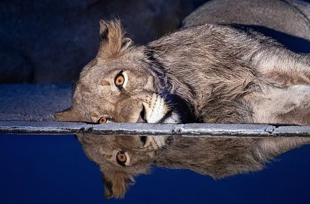 Um fotógrafo da vida selvagem flagrou o momento em que um leão parece devastado por uma crise existência, deitado a beira de um lago, com o olhar perdido no horizonte