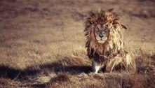 Acordei! Leão desperta de soneca com juba totalmente desgrenhada