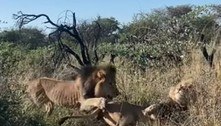 Leão interrompe a soneca tranquila de outro leão e o resultado é uma luta selvagem