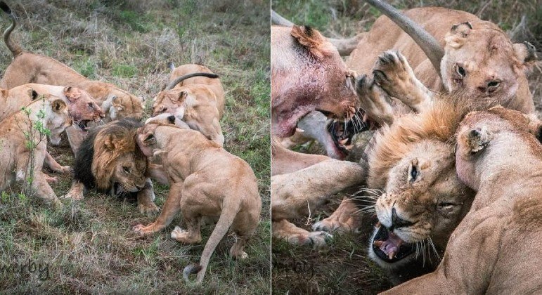 Leão perdeu testículo após tentar roubar comida de leoas, em parque do Quênia