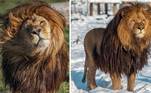 Um leão de juba inacreditável deixou até um fotógrafo experiente em registrar os animais bastante encantado. O leão chama-se Tom, tem 5 anos e vive em um parque de Praga, capital da República Tcheca, desde que foi resgatado