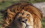 Os leões são amados pelo público, que faz constantes visitas guiadas