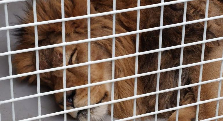 Lees e tigres vo ficar em quarentena antes de ser levados para a frica do Sul
