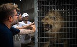 Um leão adulto precisou ser retirado de seu recinto para escapar das chamas e agora foi devolvido ao zoológico em La Teste-de-Buch