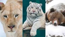 Zoológico de Kharkiv deve sacrificar leões, tigres, ursos e outros animais por causa da guerra