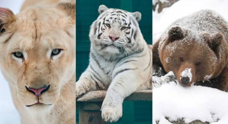 Zoológico de Kharkiv pode sacrificar leões, tigres e ursos devido à guerra na Ucrânia