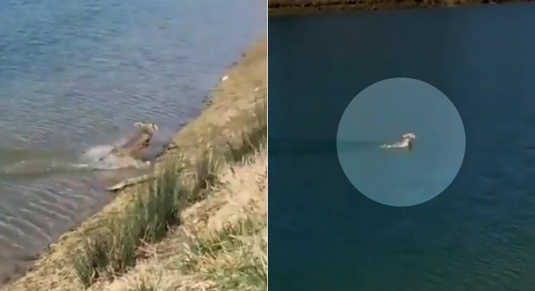 Lembre encantou internautas ao ser flagrado durante nado em corpo d'água