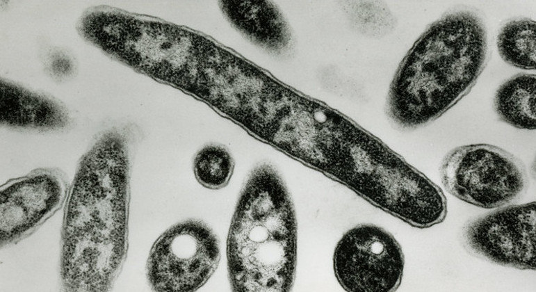 Bactéria responsável pelo surto foi identificada no fim de semana