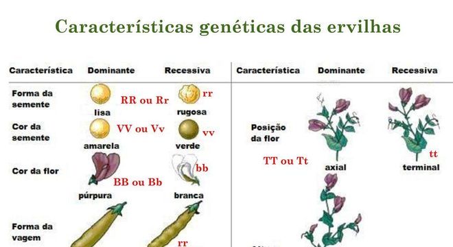 Leis de Mendel - cruzamentos, polinização cruzada e linhagens obtidas