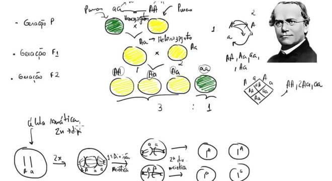 Leis de Mendel - cruzamentos, polinização cruzada e linhagens obtidas