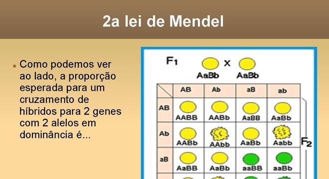 Leis de Mendel - cruzamentos, polinização cruzada e linhagens obtidas