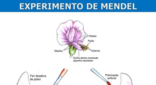 Leis de Mendel: quais são, como surgiram e sua contribuição