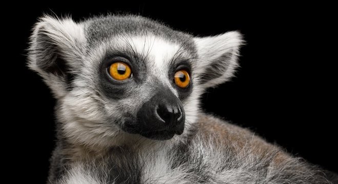 O lêmure-de-cauda-anelada é uma das espécies mais ameaçadas em Madagascar