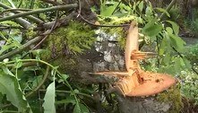 Lenhador misterioso já cortou mais de 700 árvores em cidade e é caçado por autoridades
