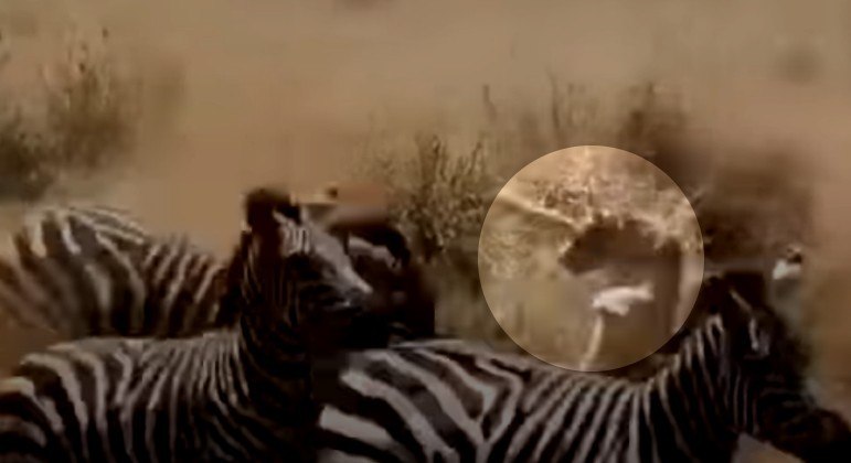 Leoa tentou caçar zebra, mas acabou pisoetada por manada