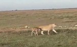 A natureza não cansa de nos surpreender, episódio 198: uma leoa foi filmada enquanto escoltou um filhote de gnu de volta para o rebanho dele, o que o salvou de possíveis ataques de predadores