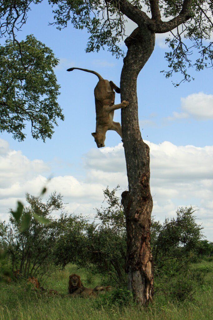 Leoa escalou árvore reta para escapar de leões machos
