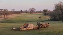 O que duas leoas e 20 hienas foram fazer em um campo de golfe? Disputar uma girafa morta