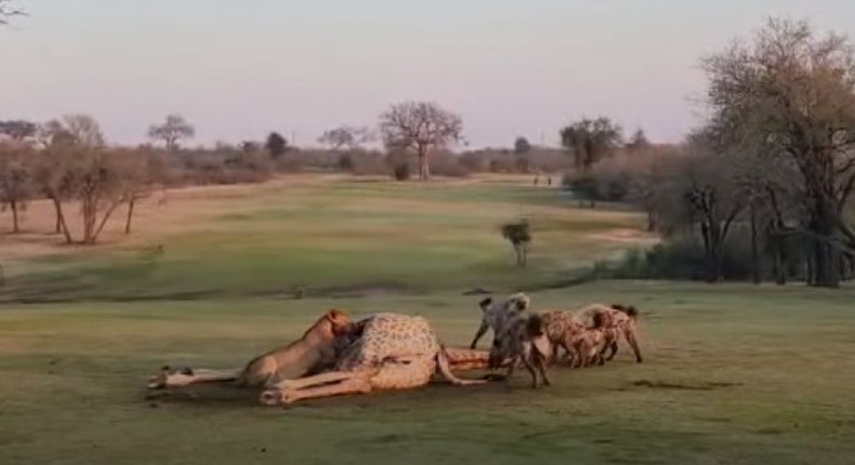 Leoas disputaram carcaça de girafa contra 20 hienas em parque da África do Sul