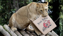 Zoológico de SP distribui presentes de Natal para os animais
