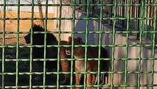 Leoa mata cuidador e foge com o leão de um zoológico no Irã 