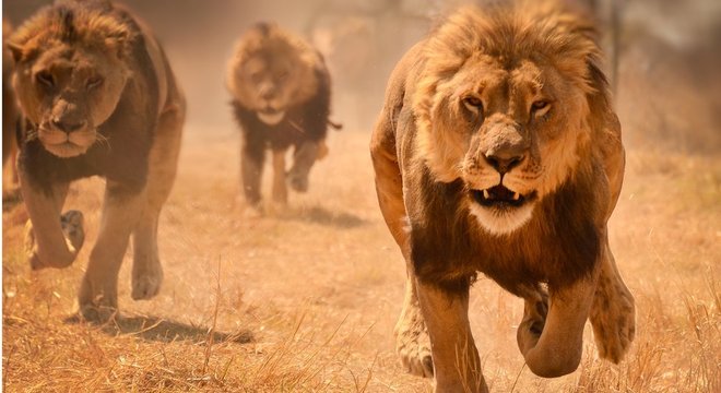 O número de atacantes e o número de defensores têm um impacto nas estratégias do mundo animal