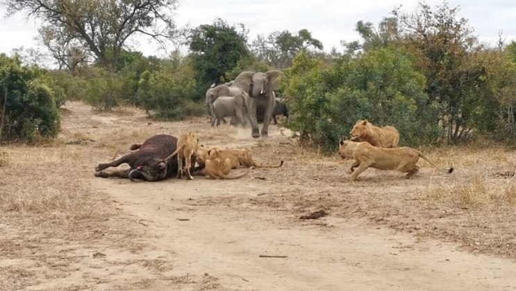 Uma luta dramática e massiva foi registrada em um parque da África do Sul. Dois búfalos e 20 elefantes de um lado e 22 leões do outro. Qual foi o resultado de algo tão gigantesco?