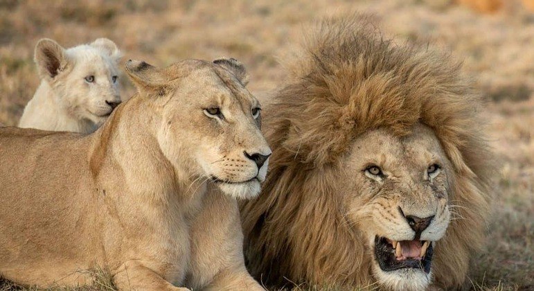 Leões - características, hábitos e estruturas de organização social