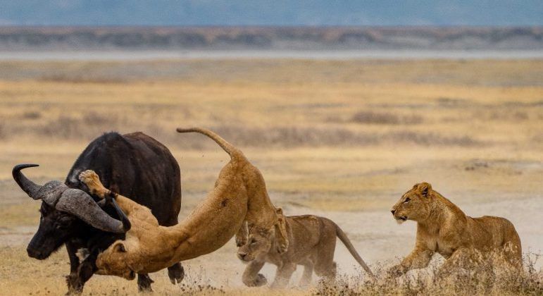 Leões - características, hábitos e estruturas de organização social