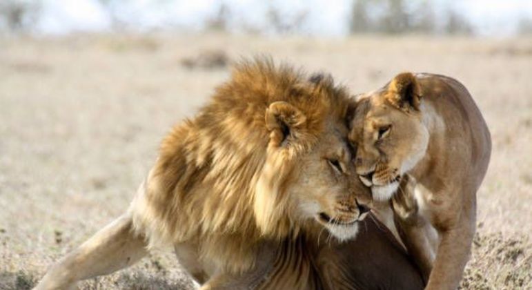 Leões - características, hábitos e estruturas de organização social