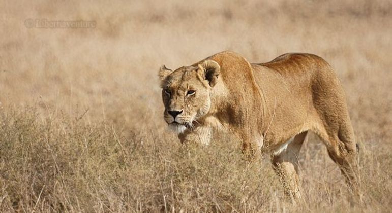 Leões - características, hábitos e estruturas de organização social