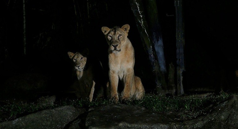 Segundo a administradora do parque, todos os felinos contaminados continuam ativos