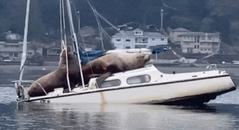 O barco não aguentou e afundou pouco depois