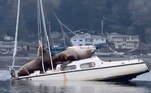 Uma cena de interação entre animais e objetos criados pelo homem também foi flagrada: dois leões-marinhos vistos em cima de um barco, que afundou logo depois. Por que eles estavam lá? Onde isso aconteceu? Como o dono do barco reagiu? Tentamos responder tudo